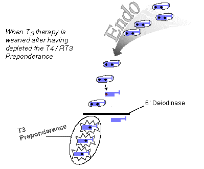 33Endo