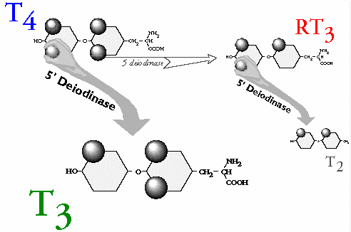9_5Molecule